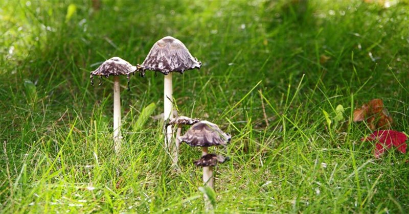 Black Fungus on Grass - International Alliance
